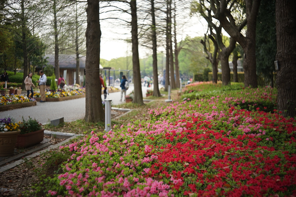 長居植物園の霧島躑躅