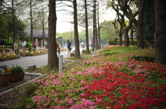 長居植物園の霧島躑躅