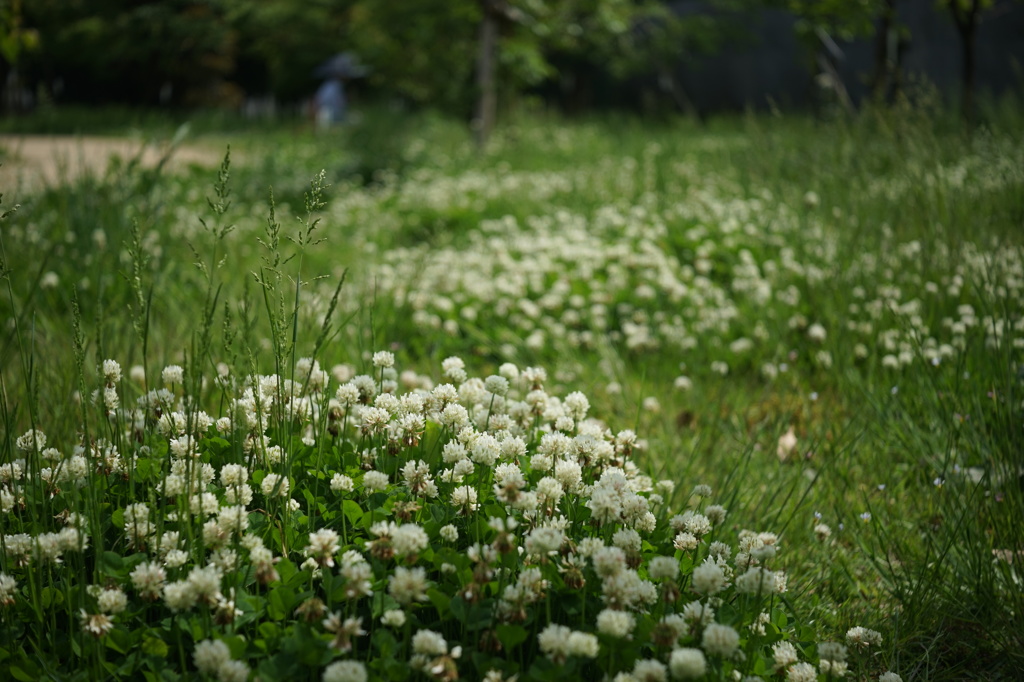 長居植物園のシロツメグサ