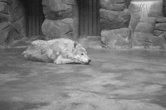 動物園のオオカミ
