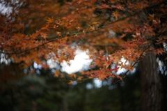 紅葉