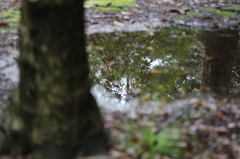 ツバキ園の水たまり