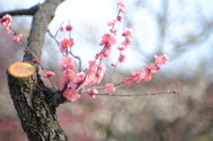 長居植物園の紅梅