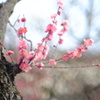 長居植物園の紅梅