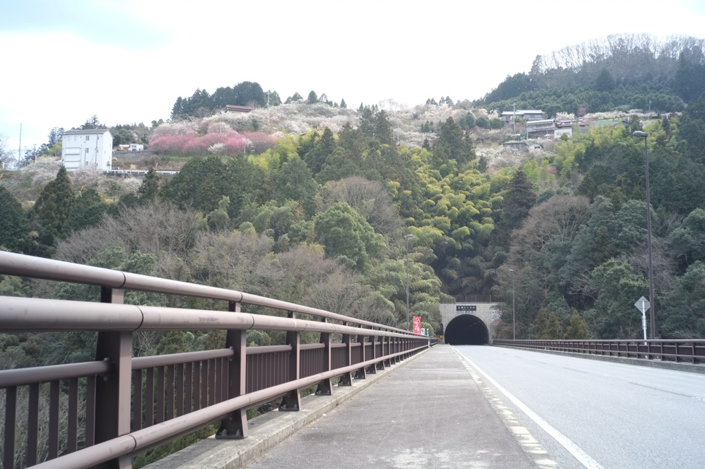 広瀬トンネルと梅林