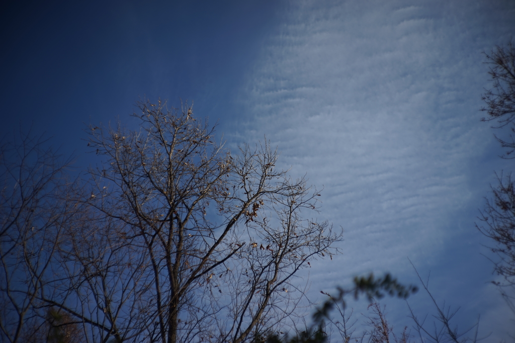 冬の青空