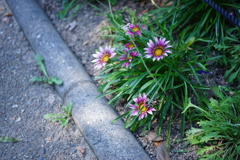 路傍の花