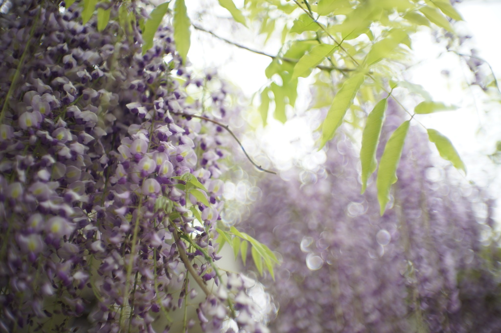 長居植物園の藤