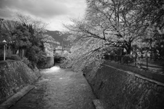 琵琶湖疏水の水門と桜