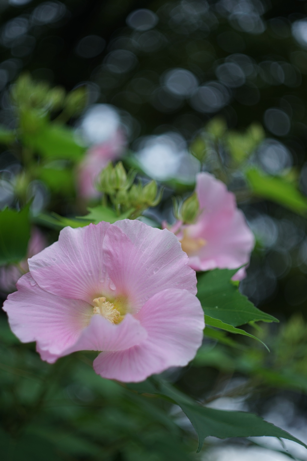 芙蓉