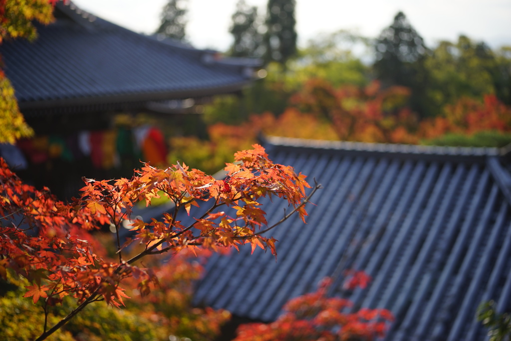 伽藍と紅葉