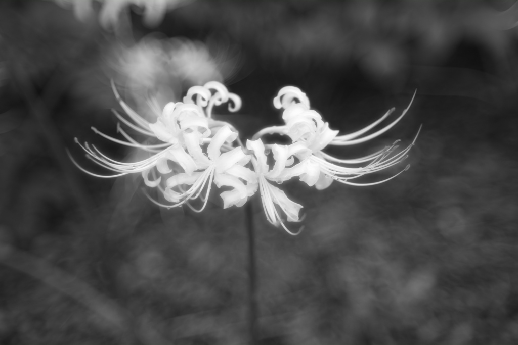 曼珠沙華