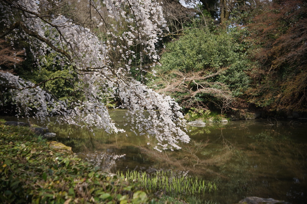 近衛池に被る枝垂れ桜