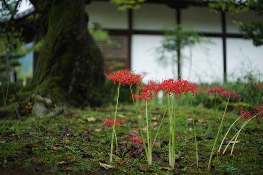 曼珠沙華