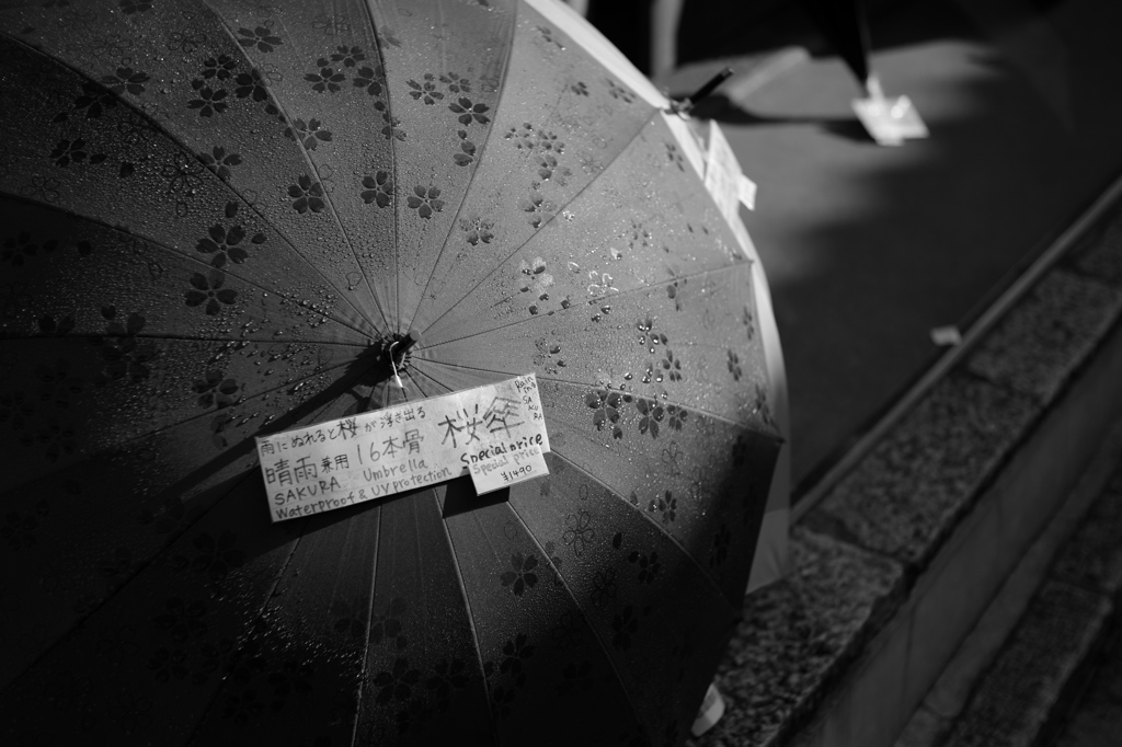 桜傘