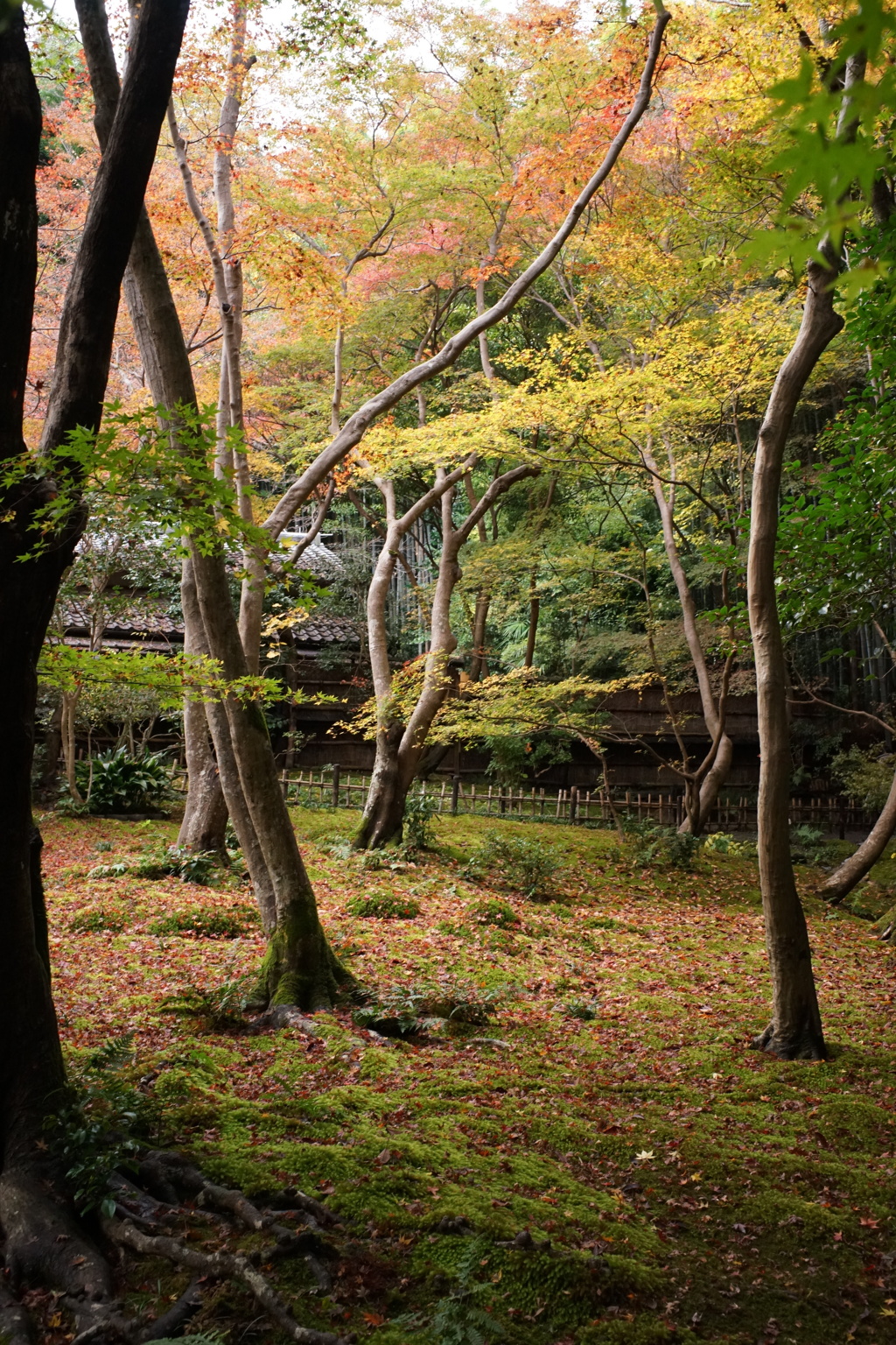 祇王寺