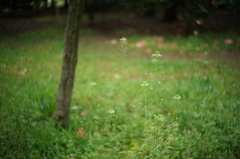 雑草