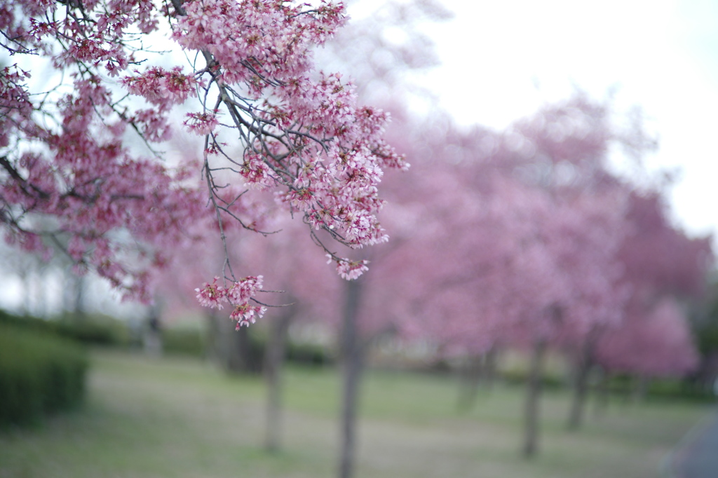 桜並木