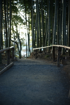 高台寺の竹の道