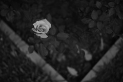 咲きかけのバラ