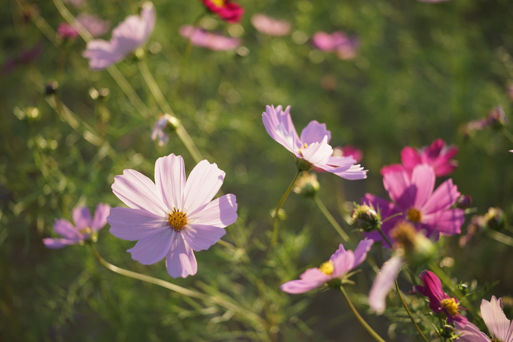 秋桜