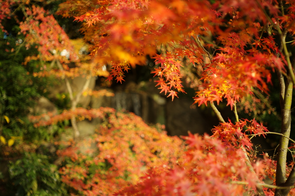 紅葉の重なり