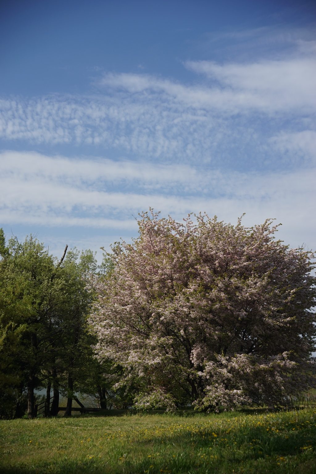 馬見丘陵公園の桜