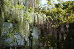 天龍寺庭園の藤