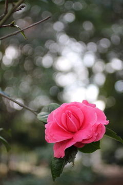 薔薇のようなツバキ