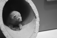 イタチの展示
