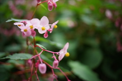 秋海棠の雄花