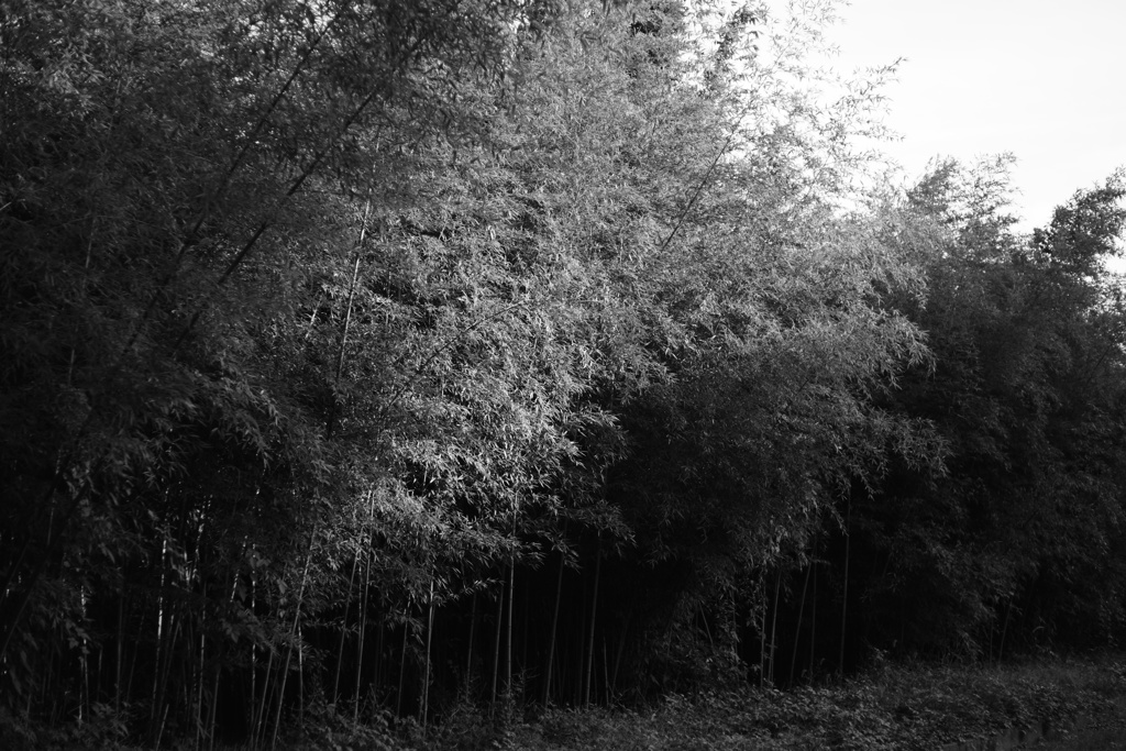 竹林