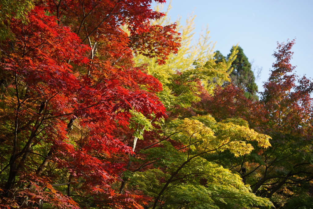 紅葉