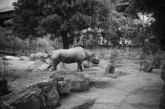 天王寺動物園のサイ
