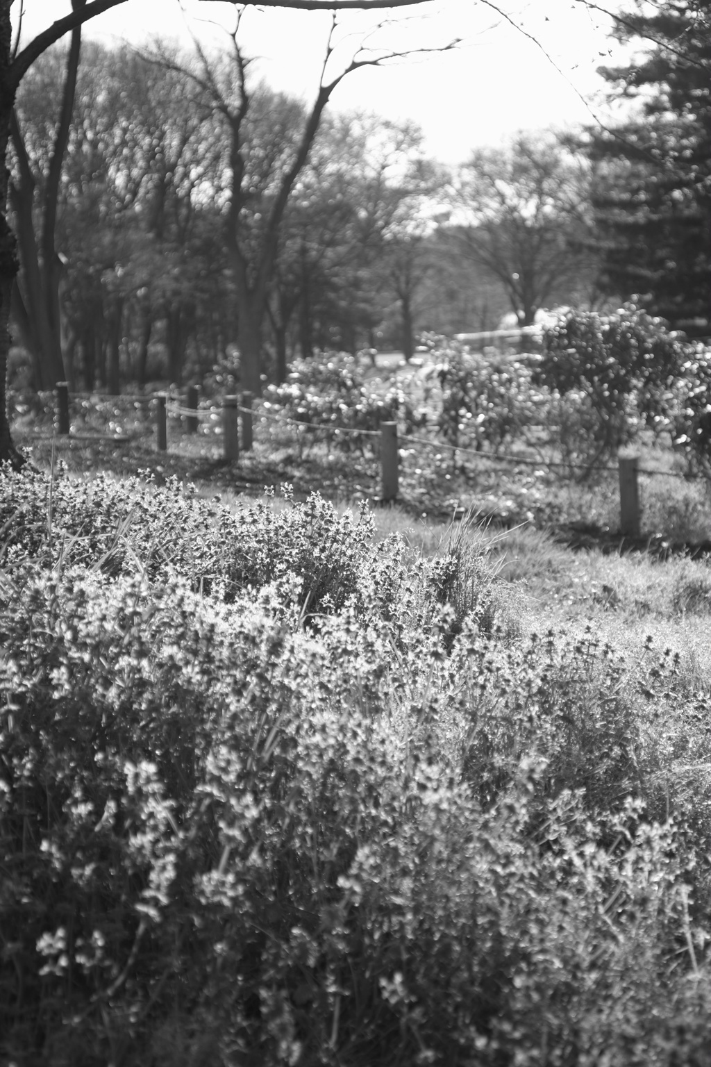 長居植物園の点描
