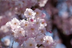 枝垂桜