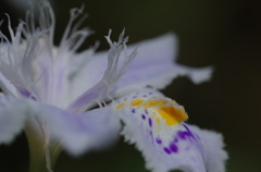 花言葉は抵抗