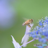 紫陽花　クローズアップレンズの練習3
