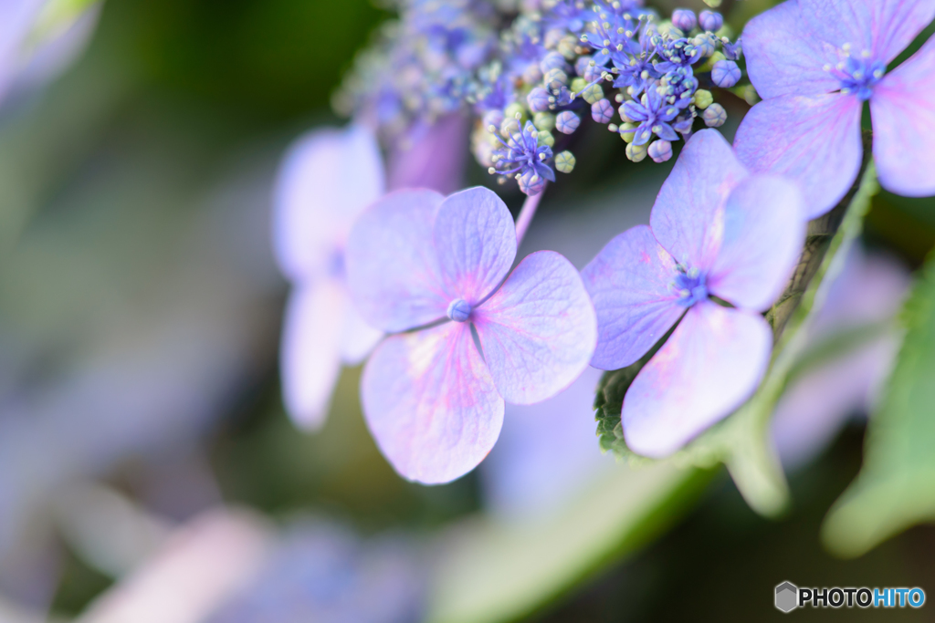 紫陽花　クローズアップレンズの練習1