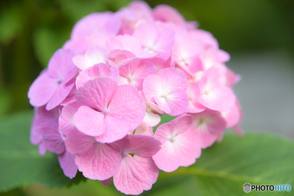 紫陽花　クローズアップレンズの練習2
