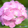 紫陽花　クローズアップレンズの練習2
