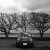 THREE TREES