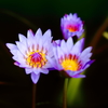 スイレンの花