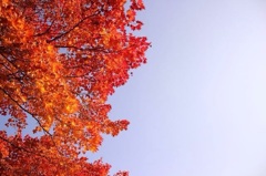 北海道 紅葉