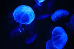 京都水族館