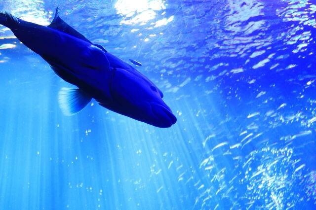 水族館
