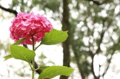 紫陽花