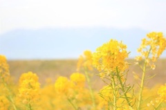 菜の花