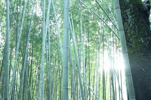 京都 竹林