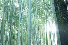 京都 竹林